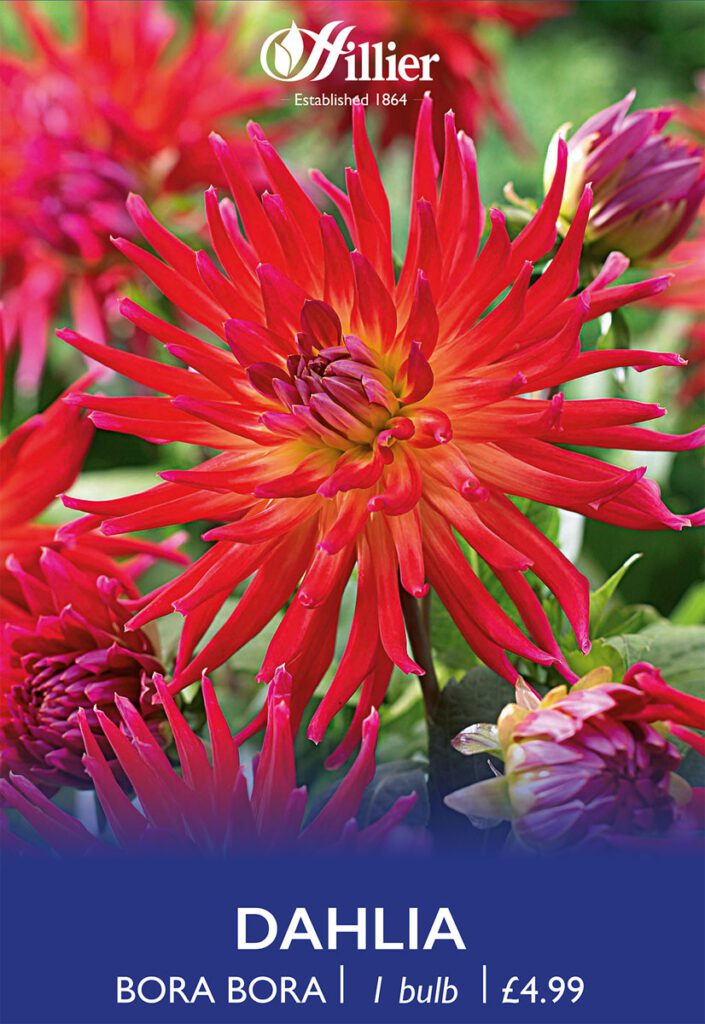 Dahlia Bora Bora Tubers 8718641996775 2